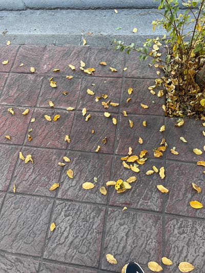 The scene is an outdoor setting in San Fernando del Valle de Catamarca, Argentina. The ground is covered in square paving tiles, a dark brown/red in colour with subtle variations. Scattered across the tiles are fallen yellow leaves of varying sizes and shapes, mostly dried. A small portion of a tree or bush is visible in the upper left corner, with both green and yellow foliage. To the left of the tiles is a light grey concrete surface, likely a sidewalk. A small part of a foot and the side of a shoe are visible in the upper right. No people are fully visible.