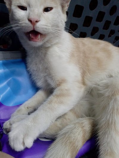 A close-up, eye-level, full-body shot captures a cream-colored cat lying down with its mouth slightly open, revealing its teeth. The cat is positioned on a blue and purple surface, possibly a mat or cushion, with a dark, perforated object in the background. The lighting is natural and even. The cat's fur is short and appears fluffy, with subtle variations in color, showing some lighter cream and slightly darker tan markings on its body and face. The cat's eyes are dark and appear to be looking directly at the camera. No people or any specific location details indicating Bukhara, Uzbekistan are present in the image.