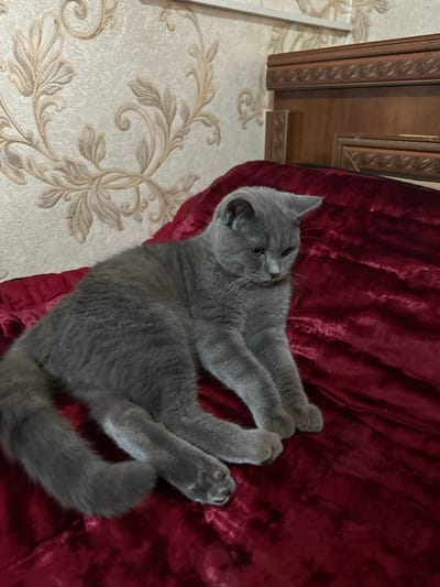 A blue-grey British Shorthair cat with amber eyes is observed resting on a deep red, plush, textured fabric surface, likely a bedspread or blanket. The cat is positioned centrally, facing towards the left side of the frame with its head turned to the right and lowered, looking downwards. Its front paws are extended forward, and its tail is curled. In the background, a wall is covered with cream-colored wallpaper featuring a repeating gold or light brown floral and foliate scroll pattern. To the right of the frame, a dark brown wooden headboard with carved decorative elements is partially visible. The scene is located indoors in the city of Fergana, Uzbekistan. No other subjects or interactions are visible.