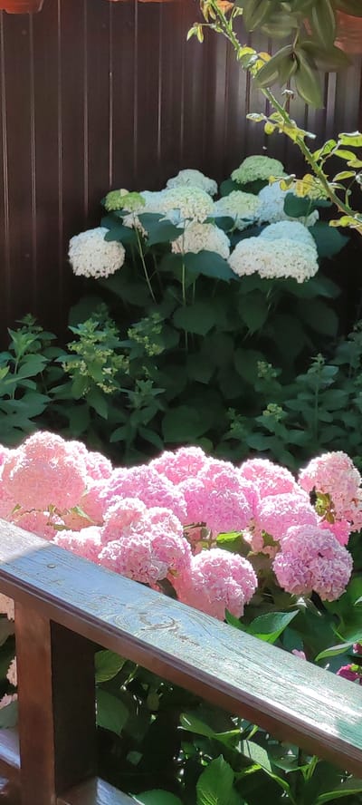 This media file depicts a close-up view of a garden in Supsekh, Russia, featuring a vibrant display of hydrangeas. In the foreground, a wooden railing, painted a faded teal with visible wood grain, angles across the lower portion of the frame, suggesting a porch or deck. Behind the railing, a cluster of large, fluffy pink hydrangeas blooms prominently, their delicate petals catching the sunlight.
Further back, taller bushes of white hydrangeas stand out against a dark brown wooden fence that forms the backdrop of the scene. Interspersed among the hydrangeas are lush green leaves and smaller, less developed buds. A thorny branch of a plant, possibly a rose bush, extends from the upper right corner, its leaves a mix of green and yellow, hinting at a sunny day. The lighting suggests it is daytime, likely morning or afternoon, with the sun casting a warm glow on the flowers. The overall impression is one of a well-tended garden bathed in natural light, evoking a peaceful and idyllic atmosphere. There is no visible text in the image.