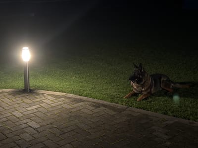 In a dimly lit outdoor scene, a German Shepherd lies on green grass near a brick pathway. A modern-style garden lamp illuminates the area with a warm, bright light. The lamp post is dark and stands to the left of the frame, casting a pool of light onto the surrounding lawn and the patterned bricks. The dog is positioned in the middle ground, facing left with its mouth slightly open, its tongue visible. The background is dark, suggesting nighttime. The brick pathway occupies the lower portion of the image, laid in a herringbone pattern, with some moss or debris visible between the bricks. The grass appears well-maintained. The setting is consistent with a residential backyard or park area in a suburban or rural environment. The geographical context of Капцёўскі сельскі Савет, Belarus, implies a location within the Vitebsk Region of Belarus, known for its agricultural and natural landscapes.