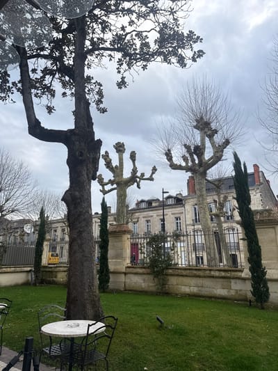 The image depicts an outdoor urban scene in Bordeaux, France, captured from a slightly elevated perspective looking across a manicured lawn towards a street and historic buildings under an overcast sky.

In the immediate foreground, to the lower left, a round outdoor cafe table with a white marble top and a black wrought-iron base is visible, accompanied by two matching black wrought-iron chairs. An ashtray rests on the tabletop. A large, dark-barked tree trunk, textured and rough, partially obscures the left side of the frame, with some dark green foliage visible in its upper branches against the sky.

The midground features a vibrant green, neatly mown lawn. Extending across the scene, a low wall constructed of light-colored stone blocks supports an ornate black wrought-iron fence. Behind this fence, several tall, slender, dark green evergreen trees (likely cypresses) stand at intervals. Prominently featured are multiple leafless trees with light-colored bark and distinctively pollarded branches, characterized by truncated main branches with clusters of thinner, upright shoots, typical of plane trees.

The background reveals a row of elegant, multi-story historic buildings constructed from light-colored stone or stucco, featuring numerous tall, white-framed windows and balconies with black wrought-iron railings. The buildings are topped with dark, sloped roofs containing dormer windows. A black streetlamp is positioned between the buildings and the pollarded trees. A lone individual, dressed in dark clothing, is partially visible behind the wrought-iron fence near a distinct red door. In the far left background, a small yellow vehicle is present on what appears to be a street or paved area.

The sky is uniformly overcast, displaying various shades of light grey, indicating diffuse lighting. The overall environment suggests a well-maintained urban area, characteristic of Bordeaux's historic quarters, possibly a square, boulevard, or private garden bordering public thoroughfares.