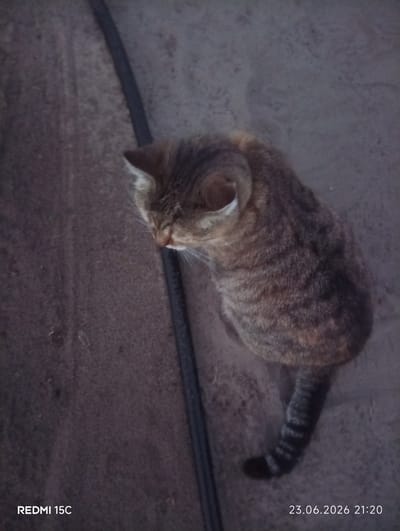 An overhead shot shows a tabby cat sitting on a gray, textured surface. The cat is facing to the left, with its head tilted down. A black cable runs diagonally from the top left of the frame towards the bottom right, partially behind the cat. The background is a uniform gray, with some subtle variations in texture and shading. The bottom left corner of the image displays the text "REDMI 15C," and the bottom right corner shows the date and time "23.06.2026 21:20." The scene appears to be outdoors in Mykolaivka, Ukraine.