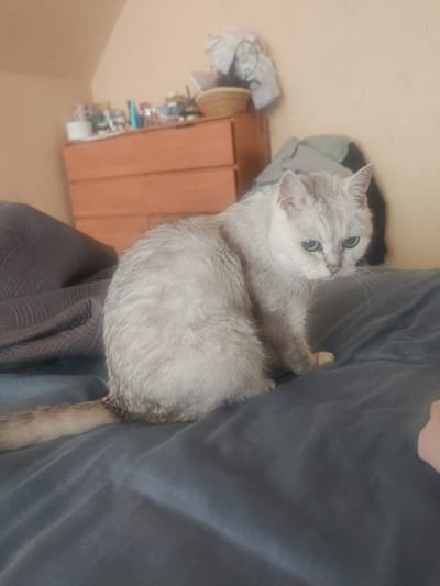 A light-colored cat with green eyes sits on a dark gray fabric surface, possibly a bed. The cat is facing to the right of the frame and appears to be looking down. Its tail is visible extending to the left. In the background, out of focus, is a wooden dresser with several items on top, including bottles and containers. The wall behind the dresser is a light tan color. The overall lighting suggests an indoor setting. The image does not contain any elements that would place it in the city of Jelgava, Latvia.