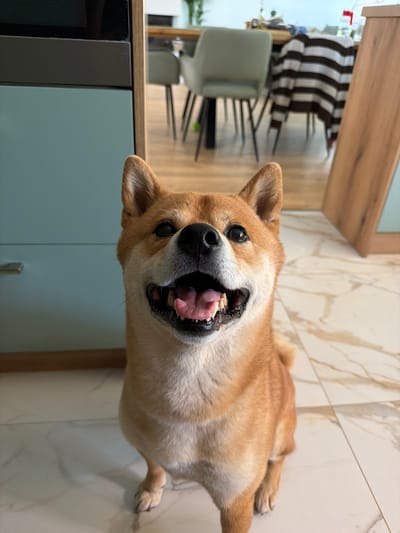 In a domestic interior, likely a kitchen or dining area, a Shiba Inu dog sits facing the camera with its mouth open in a happy expression, panting. The dog has distinctive red-brown fur with white markings on its muzzle and chest. The background shows a wooden cabinet with light blue drawers on the left and a dining table with chairs on the right. A striped blanket is draped over one of the chairs. The floor is tiled with a marble-like pattern. The scene is well-lit, suggesting daytime interior lighting. The provided location of Priseltsi, Bulgaria, is contextual information that cannot be visually verified from the image itself.
