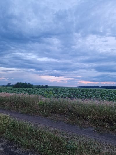 The image depicts a rural landscape under a cloudy sky. In the foreground, a dirt path runs through tall, dry grass. Beyond the path, a vast field of green plants, likely sunflowers based on their size and shape, stretches towards the horizon. In the distance, a line of trees and bushes separates the field from the sky, which is dominated by a dramatic formation of gray and blue clouds with subtle hints of pink and orange near the horizon, suggesting either dawn or dusk. The scene is tranquil and appears to be devoid of human presence. There is no indication of this scene being in Lima, Peru, as it is characteristic of a rural agricultural area, not an urban setting.
