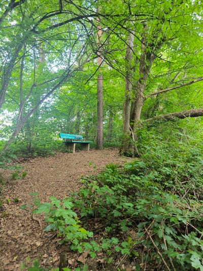 The image depicts a forest scene in Freising, Germany. A light blue bench with graffiti on its backrest sits on a patch of brown leaves and dirt. The bench is surrounded by trees and undergrowth, with lush green foliage overhead. The environment appears shaded and peaceful. No people are visible in the image.