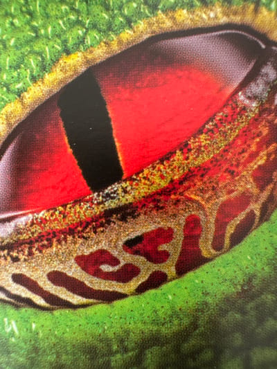 The image is a close-up, macro photograph of a red-eyed tree frog's eye against a bright green, textured background that resembles grass. The frog's eye is large and domed, with a vibrant red iris and a vertical black pupil. The skin around the eye is intricately patterned with yellow, gold, and deep red markings that create a mottled, almost mosaic-like appearance. The texture of the image suggests it might be a print or a digital rendering, with visible dot patterns. The overall impression is one of intense color and detailed, organic patterns. There are no people, actions, or interactions depicted, and the scene is purely focused on the natural detail of the amphibian's eye. The location of Gandia, Spain, is irrelevant to the visual content of this image.