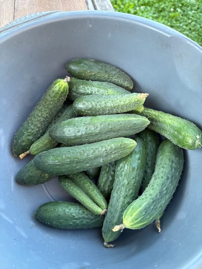 A high-angle, close-up shot shows a blue plastic bucket filled with freshly harvested cucumbers. The cucumbers are various shades of green, with visible prickles and some evidence of soil. The bucket is situated outdoors, with hints of a wooden surface in the upper left and green foliage in the background, suggesting a garden or yard setting in Vetluzhsky, Russia.