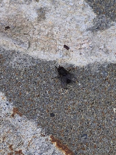 A close-up, high-angle shot shows a single fly resting on a textured surface composed of coarse, speckled aggregate. The fly, a dark gray or black color, is positioned in the lower left quadrant of the frame, facing right with its wings spread. Its body is segmented, and its eyes are prominent. The surface beneath it appears to be concrete or a similar material, with a lighter, rougher section in the upper portion of the image and a coarser, more granular texture below. Hints of rust-colored staining are visible on the lower part of the concrete surface. The overall scene is devoid of human presence and any identifiable urban elements, suggesting a natural or outdoor setting. The specific location in Uglegorsk, Russia is not discernible from the visual evidence in the image.
