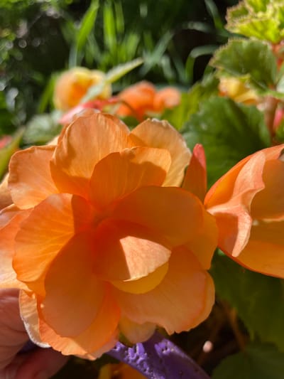 The image is a close-up photograph of an orange begonia flower in Zelenaya Roshcha, Russia. The flower has multiple layers of delicate, ruffled petals that catch the sunlight, creating a soft glow and casting shadows within the bloom. The background is a blur of green foliage, suggesting a garden setting. A hint of purple, possibly a decorative element or another plant, is visible at the bottom right corner. The focus is entirely on the vibrant orange flower, showcasing its intricate details and texture.