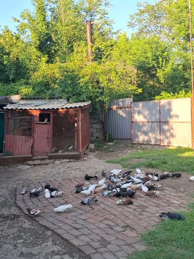 This media file shows a flock of pigeons gathered on a brick-paved area outside a pigeon coop. The scene is set in Donetsk, Ukraine, amidst lush green trees and under a clear blue sky, suggesting it's daytime with pleasant weather.
The subjects are primarily pigeons, with a variety of colors including white, black, grey, and brown, some with patterned feathers. They are scattered across the brick path, with many of them pecking at the ground, presumably feeding. A few pigeons are also visible inside and near the entrance of a rustic, red-colored pigeon coop. The coop has wire mesh and wooden doors, with a corrugated metal roof.
In the background, there's a large, light-colored structure with a corrugated metal surface, possibly a shed or a building extension, also bordered by green foliage. The overall setting appears to be a rural or semi-rural backyard, given the presence of trees, the coop, and the unpaved ground mixed with the brick path. There is no visible text in the image. The atmosphere seems peaceful, with the birds calmly going about their activity.