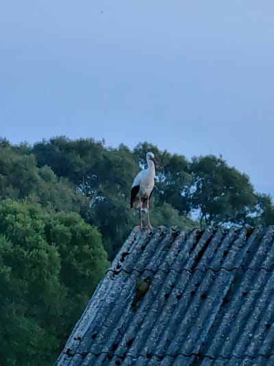 A white stork stands on a corrugated roof. The stork is facing left, with its head turned slightly to the right, and its beak is pointed downwards. The stork has black wingtips and long, thin legs. The roof is weathered and appears to be made of dark gray material. Behind the roof, a dense line of green trees is visible against a pale blue sky. The overall scene suggests a rural or semi-rural setting. The location provided, Дзямідавіцкі сельскі Савет, Belarus, indicates a village council area within Belarus.