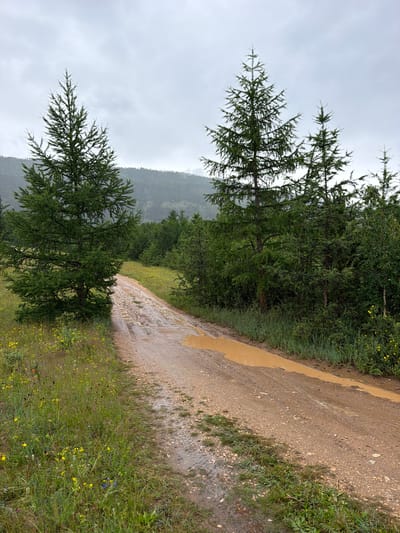 A muddy dirt road winds through a forested area in Kurma, Russia, under an overcast sky. Several coniferous trees, likely larches due to their sparse needles, stand on either side of the road, with a dense forest covering the hills in the background. The road is wet and rutted, with large puddles of muddy water reflecting the gray sky. The verge on the left is covered in green grass and wildflowers, including yellow buttercups and some scattered blue and red blossoms. The overall scene suggests a remote, natural environment that has recently experienced rainfall. No people or animals are visible.