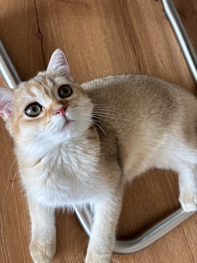 The image shows a light-colored cat with green eyes and pink nose lying on a wooden floor. The cat is partially on a silver-colored metal object, possibly part of a chair or furniture. The cat's fur is a mix of light brown and white. The lighting suggests an indoor environment. The image is a close-up view, focusing on the cat's face and upper body. There is no information available about the location in Bönnigheim, Germany.
