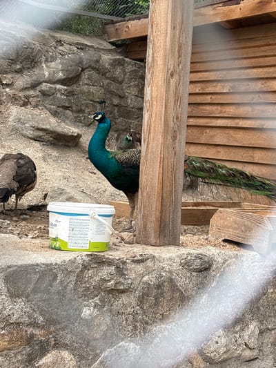 A peacock with vibrant blue and green plumage stands near a wooden post and a white bucket. The bird's long, iridescent tail feathers are partially visible, fanning out behind it. Another peacock, with muted brown and grey feathers, stands to the left of the frame, partially facing away from the camera. The background consists of a rough stone wall and a wooden structure, suggesting an enclosure or aviary. The ground is covered with small pebbles and sand. The image appears to be taken outdoors, possibly in a zoo or wildlife park. The location is specified as Kostenets, Bulgaria.