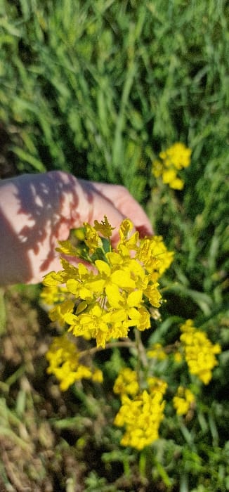 A close-up, vertically oriented outdoor photograph depicts a pale-skinned human hand positioned in the upper center, extending towards a dense cluster of small, bright yellow flowers. A distinct, dappled shadow, consistent with overhead tree foliage, is cast across the back and fingers of the hand, indicating direct sunlight from above. The yellow flowers, characteristic of a Brassica species, are in full bloom and form a prominent focal point in the lower central part of the image. The background is uniformly blurred, displaying various shades of green, consistent with grass or other natural ground cover. The lighting indicates a clear day with strong sunlight. This scene is located in the city of Blaye, France.