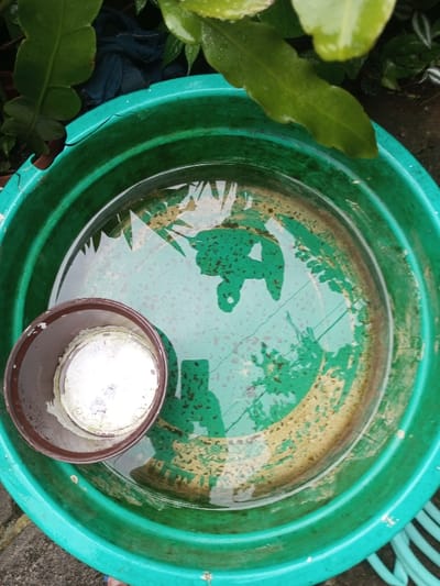 A green plastic basin, partially filled with water, sits outdoors. A smaller brown pot containing a white substance floats within. The water reflects foliage above, creating distorted patterns on the basin's bottom. The basin shows signs of wear with visible cracks and worn paint. Green plant leaves are visible in the upper portion of the image. A blue hose is seen in the lower right corner.