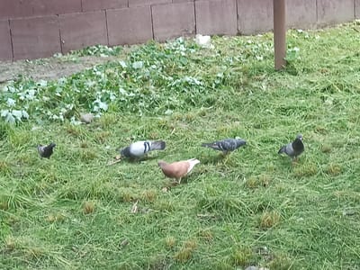 In Verkhnii Lars, Russia, several pigeons are gathered on a patch of green grass. The ground is partially covered with scattered green leaves and some small stones. In the background, a low, brown, brick wall runs horizontally across the scene. A thin, brown, vertical pole is visible on the right side of the image. One pigeon is a light brown color, while the others are grey and white.