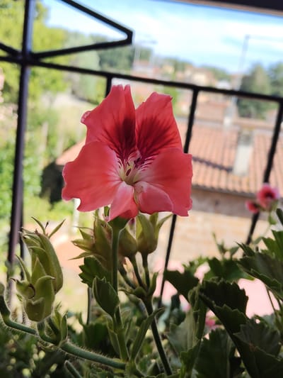 A close-up, slightly above eye-level shot captures a vibrant salmon-pink geranium flower in full bloom. The flower, with its delicate, ruffled petals and dark red veining, is the primary subject, dominating the foreground. Several green, fuzzy buds are clustered around the base of the flower, some unfurling. The background is softly blurred, suggesting a warm, sunny day in Vetralla, Italy. The scene is framed by a dark metal railing, likely part of a balcony or terrace, behind which is a hazy view of terracotta-tiled rooftops and lush green foliage, hinting at a residential area within the town. The sky is a pale blue with scattered clouds.