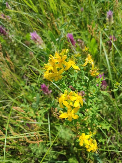 A close-up, eye-level shot shows a cluster of bright yellow flowers with prominent stamens in the foreground. These flowers are part of a plant with green leaves and stems. In the background, out of focus, are blades of green grass and several fuzzy, purple flower spikes. The scene appears to be an outdoor natural setting, likely a meadow or field, under bright daylight. The specific location is identified as Yamansarovo, Russia. There are no people or animals visible in the image.