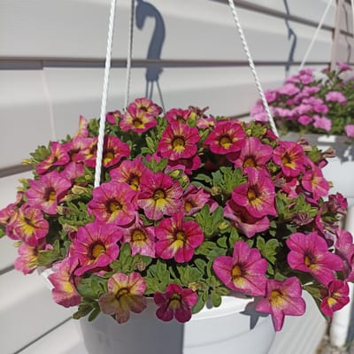 A close-up, eye-level shot captures a vibrant display of pink and yellow petunia flowers cascading from a white hanging planter. The planter is suspended by white ropes against a white clapboard wall, casting a shadow of the ropes onto the wall. The flowers are in full bloom, with their trumpet-shaped petals a mix of deep pink and lighter shades with yellow centers. Lush green foliage provides a backdrop to the colorful blooms. In the background, another white planter filled with pink flowers is visible, also hanging against the white wall. The overall scene suggests an outdoor setting, likely a garden or patio. The specific location in the city of Shakhunya, Russia is not visually discernible from the image itself.