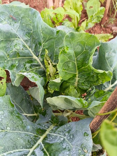 A close-up displays a thriving broccoli plant in a garden. Its large, vibrant green leaves are speckled with water droplets. A single long-legged insect rests on the upper left leaf. A few other green plants are visible in the background along with the soil.