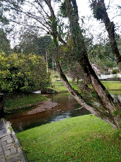 A serene outdoor scene presents a gently flowing stream meandering through lush greenery. Trees frame the view, their branches adorned with vines and leaves. A stone path borders the grass, leading towards the water. Beyond the stream, manicured lawns, flowering bushes, and a white railing hint at a park-like setting in the distance. The water reflects the surrounding vegetation, creating a calm and natural ambiance.