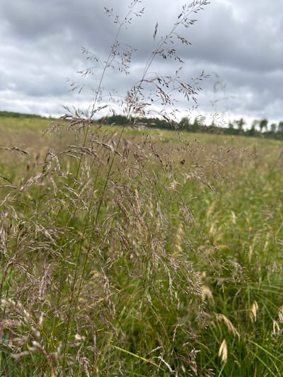 The image depicts a close-up view of tall, feathery grasses with a reddish-purple hue in the foreground. The grasses are predominantly in focus, showcasing their delicate seed heads and slender stalks. Behind the foreground, a field of green grass extends into the background, with a blurry line of trees on the horizon. The sky is overcast with dark, cloudy conditions. The scene is an outdoor natural environment, likely a meadow or field, and appears to be located in Vaskelovo, Russia, given the prompt's context. There are no people or identifiable structures visible in the image. The overall impression is one of a wild, natural landscape under a moody sky.