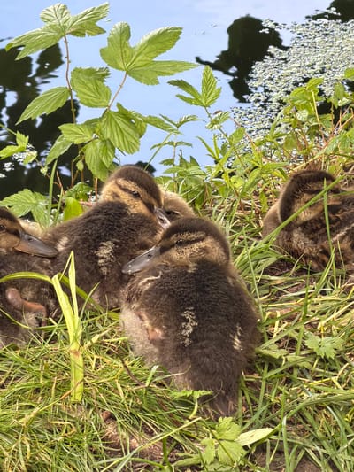 This media file shows a group of ducklings nestled in the grass near the water's edge. The ducklings are fluffy and brown with dark markings. They appear to be very young, with their eyes open and beaks visible. Some of the ducklings are huddled together, while others are partially obscured by the grass.
The scene is set in a natural environment with lush green grass and vegetation. The water in the background reflects the sky and foliage, suggesting a calm and sunny day. The leaves of a plant are prominently visible in the foreground, with their serrated edges and green coloration. The overall impression is one of peacefulness and natural beauty.
There is no visible text in this media file. The time of day appears to be daytime, given the lighting conditions. The location cues, such as the grass, water, and vegetation, are common to many natural settings. The emotion conveyed is one of innocence and vulnerability associated with young animals in their habitat.