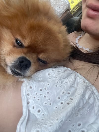 A close-up, eye-level, slightly tilted shot shows a small, fluffy, light brown dog nestled against the chest of a person. The dog's head is to the left and slightly raised, with its eyes partially closed. Its black nose is visible, and its mouth is slightly open, revealing some teeth. The person's shoulder and upper chest are visible, covered by a white broderie anglaise top. The person's right side of their neck and jaw are also visible, with a light-colored beaded necklace. Long, dark brown hair is draped over the person's shoulder and chest. The background is out of focus, but appears to show a bright, yellowish-green outdoor scene, possibly foliage. The scene is set in Simitli, Bulgaria.
