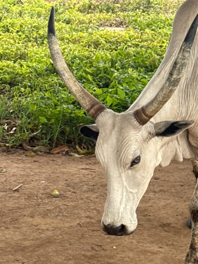 A close-up, eye-level, vertical outdoor shot shows a white cow in Jawu, Nigeria. The cow is facing towards the lower right of the frame, with its head tilted downwards and its gaze directed slightly off-camera. Its large, curved horns are prominent, with dark tips and lighter, ridged shafts. The cow has dark-colored ears that are tipped with black. Its eye is visible and dark. The cow's face is wrinkled and textured. Its body is mostly out of frame, but a portion of its spotted flank is visible on the right. The ground beneath the cow is composed of brown soil. In the background, there is lush green vegetation. A small, round, light-colored object is visible on the ground in the middle-left of the frame.