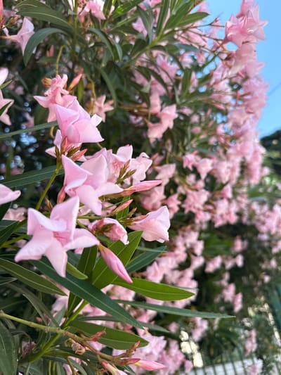 The image shows a close-up view of a blooming oleander bush with delicate pink flowers and long, green leaves. The flowers are in various stages of bloom, with some fully open and others still in bud. The leaves are slender and pointed, arranged alternately along the stems. The background is a blur of more pink flowers and green foliage, with a hint of the blue sky peeking through. The image appears to have been taken in Partenit, Ukraine, likely in a garden or park setting, given the abundance of flowering plants. There are no people or specific objects of note beyond the natural elements of the plant.