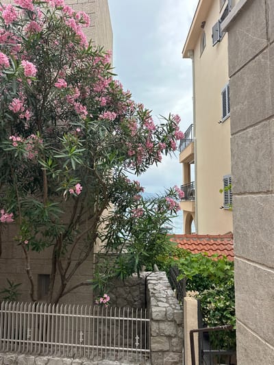 The image presents a vibrant outdoor scene, looking upwards between buildings, dominated by lush pink flowering oleander trees under an overcast sky.
In the foreground and mid-ground, several large oleander trees showcase abundant clusters of pink blossoms amidst dense, elongated green leaves. Their sturdy, brown branches are visible, intertwining with the foliage, filling much of the central and lower parts of the frame.
Behind the trees, light-colored, beige-walled buildings rise. The building on the left features a flat roofline and dark, slatted ventilation covers or small window shutters. The building on the right, slightly further back, displays similar architectural details, including small balconies with black metal railings. A section of a red-tiled roof is visible on the upper right side, peeking out from behind green foliage.
To the right, a textured stone wall, composed of irregularly shaped grey rocks, forms part of the setting. More green vines and smaller white flowers (possibly jasmine) grow on and around this wall. Adjacent to the stone wall, a large white slatted grate, likely covering a ventilation unit or a window, is prominently featured.
The scene suggests a warm, likely Mediterranean climate, consistent with Pržno, Montenegro. The time of day appears to be daytime, with soft, diffused light due to the cloudy sky. There are no people or specific activities taking place, creating a tranquil and verdant atmosphere. No visible text is present in the image.