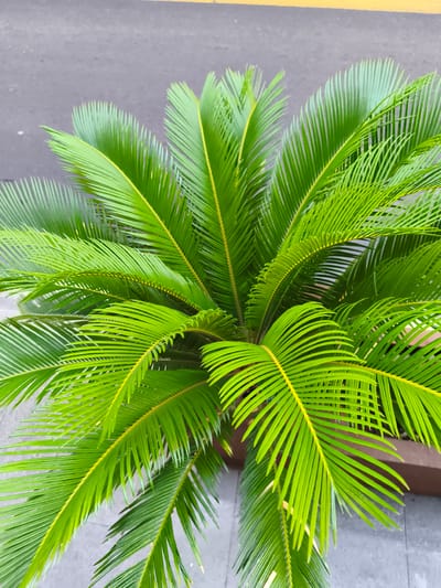 A close-up, overhead shot captures a vibrant sago palm plant in a planter. The palm's fronds, a bright, vivid green with yellow highlights along the central veins, fan outwards, creating a lush, dense canopy. The background is blurred, showing a gray, paved surface with a faint yellow line, suggestive of a street or sidewalk in Livorno, Italy. The lighting is even, highlighting the plant's texture and the natural variations in the green hues of its leaves. There are no people or animals visible in the image.