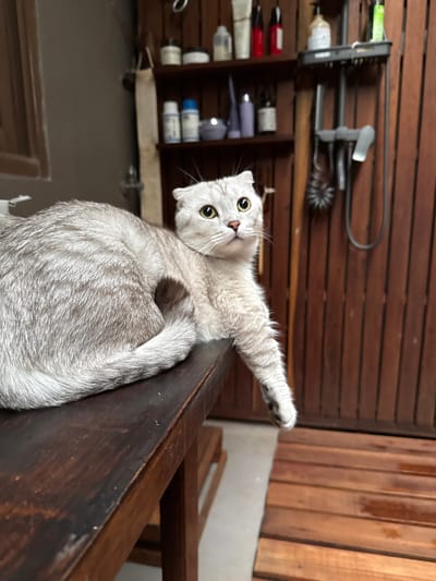 A silver tabby cat is perched on a dark wooden ledge, with its body angled upwards and its head turned to look directly at the camera. The cat's left paw is extended forward, reaching out. Its eyes are wide open and yellow, and its ears are slightly folded back. The cat's fur is a mix of light and dark silver stripes.
In the background, there is a wooden wall made of horizontal planks. To the left of the cat, a dark wooden shelf unit is mounted on the wall. The shelf contains various objects, including bottles, tubes, and what appears to be cleaning supplies or toiletries. Some of the bottles are white, and others have red or blue labels.
The lighting suggests it might be daytime, possibly indoors or in a shaded outdoor area. The overall mood is playful and curious, as the cat seems to be interacting with the viewer. The image is taken from a slightly elevated angle, looking down at the cat. The location cues, such as the wooden plank wall and the style of the shelf unit, are consistent with a setting in Baan Bang Rak, Thailand. No visible text is present in the image.