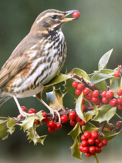 In this close-up photograph, a small bird with intricate brown and white plumage is perched on a holly branch. The bird is captured in the act of picking a single, bright red holly berry with its beak. Its eye is dark and alert, and its body is angled as it delicately maneuvers the berry.

The holly branch is adorned with numerous clusters of vibrant red berries and spiky green leaves, characteristic of the festive season. The background is a soft, out-of-focus green, suggesting a natural outdoor setting. The lighting appears to be natural, possibly indicating daytime. The image has a shallow depth of field, drawing the viewer's attention to the bird and the berry, while blurring the surroundings. No text is visible in the image. Given the context of Gandia, Spain, this scene likely occurs in a garden or park during late autumn or winter when holly berries are ripe.