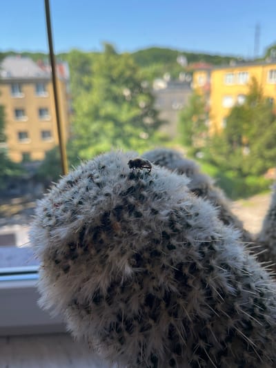 The media file is a close-up, vertically oriented photograph of a fuzzy cactus with a bee resting on its surface. The cactus is covered in fine white hairs and sharp spines, with a few dark spots visible beneath the fuzz. The bee, small and dark, is clearly visible on one of the fuzzy parts of the cactus, with its legs and wings somewhat defined.

In the background, through what appears to be a window, a blurry outdoor scene is depicted. There is a bright yellow building with multiple windows, suggesting an urban or suburban environment. Green trees are visible, indicating a time of year with foliage. The sky is a clear blue, suggesting fair weather. The overall lighting suggests it is daytime, likely morning or afternoon due to the bright natural light.

The blurred background provides context but does not distract from the primary subject. The focus is clearly on the cactus and the bee. The image evokes a sense of nature interacting with domesticity, as the cactus is likely a houseplant positioned near a window. There is no visible text in the image. The location context of Gdańsk, Poland, implies the setting is somewhere in that city.