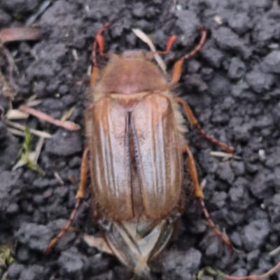 The media file is a close-up, slightly blurry photograph of a deceased brown beetle lying on dark, uneven ground. The ground appears to be soil with small pebbles or debris. The beetle is oriented horizontally in the frame, with its head to the left and its wings spread slightly to the right, revealing some lighter colored structures underneath. Its body is segmented, with a distinct head, thorax, and abdomen covered by hardened wing casings. Several thin, reddish-brown legs are visible, extending outwards from the beetle's body. Some light-colored vegetation or organic material is also present in the background, interspersed with the dark ground. The lighting suggests it might be daytime, but the overall atmosphere is neutral due to the lack of clear environmental cues and the focus on the insect. No text is visible in the image. The setting is likely an outdoor area, possibly a garden or undeveloped patch of land in Novo-Stroika, Russia. The activity depicted is simply the beetle resting or lying dead on the ground.