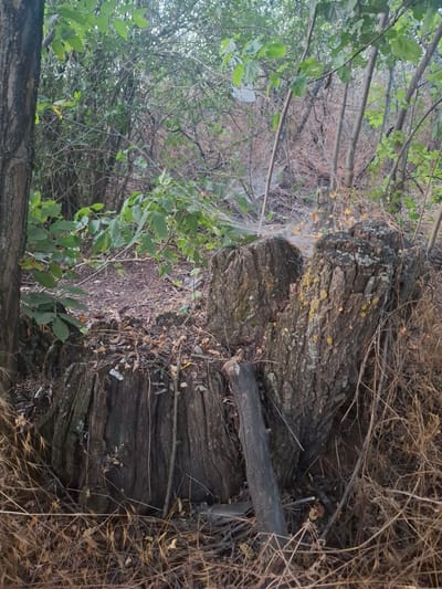 An outdoor scene in Topaly, Ukraine, features a large, weathered tree stump in the foreground, partially covered in dry leaves and debris. The stump exhibits deep crevices and is adorned with patches of yellow and gray lichen. A piece of dark, cylindrical wood leans against the left side of the stump. The ground around the stump is covered with dry grass and fallen leaves. In the background, a dense thicket of trees and branches creates a natural, overgrown environment. Some branches are bare, while others are covered in green leaves. A delicate spiderweb is visible stretched across the top of the stump, catching faint light. The overall impression is one of a natural, somewhat wild, and aged setting within a wooded area.