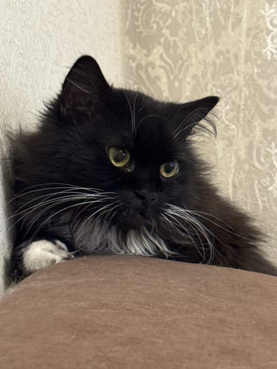 This is a close-up, upside-down photograph of a black cat with long fur. The cat's face is angled towards the viewer, with its green eyes visible and looking directly at the camera. Its prominent white whiskers are fanned out. The cat is positioned to the left of a large, textured, brown object, possibly a piece of furniture or a cushion, which takes up the right side of the frame. The background is a light-colored, textured surface with a faint floral or damask pattern. The lighting suggests an indoor setting, possibly during the day, with no strong shadows. The cat's expression appears curious or playful. The image was taken in Slonim, Belarus.