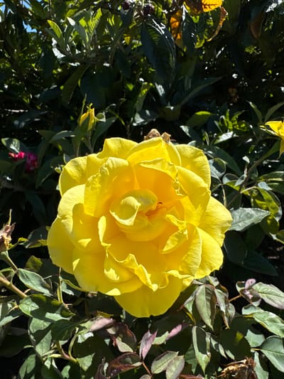 A bright yellow rose is in full bloom, its petals unfurling in a vibrant display. The rose is the central focus of the image, positioned in the foreground and taking up a significant portion of the frame. The background is a blur of dark green foliage, suggesting a garden setting. A hint of a pink flower is visible in the upper left corner, adding a subtle touch of contrast. The scene is bathed in natural sunlight, casting shadows and highlighting the texture of the rose petals. The overall impression is one of natural beauty and tranquility. The image was captured on a sunny day in the city of San Mateo, United States of America, though no specific landmarks or locations within San Mateo are discernible from the photograph itself.