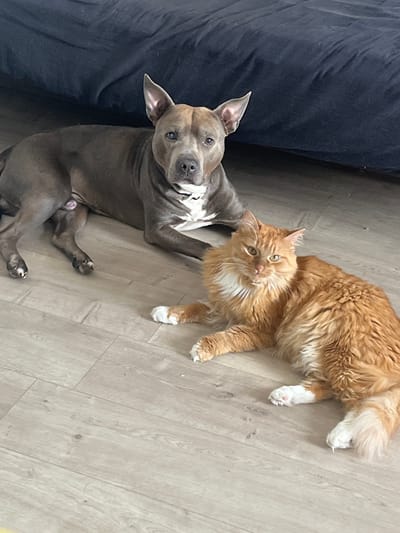 This media file features a pit bull dog and an orange tabby cat lying together on a light-colored wooden floor. The dog is on the left, with its head tilted up and looking towards the camera. It has a grey coat with white markings on its chest and face. The cat is on the right, lying on its side, with its body mostly facing away from the camera. It is an orange tabby with white markings on its chest and paws. The animals appear to be relaxed and comfortable in each other's presence, suggesting a peaceful coexistence. The scene is indoors, likely in a home, given the flooring and the presence of furniture, a dark blue fabric object is partially visible in the upper left corner. The lighting suggests it could be daytime. There is no visible text in the image. The overall mood is calm and domestic.