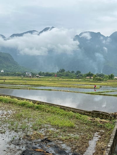 The image depicts a misty, overcast day in the rice paddies of Mai Chau, Vietnam. In the foreground, a flooded rice field is visible, with patches of green grass and muddy earth. Further back, rows of meticulously cultivated rice paddies stretch towards the horizon. Several farmers are actively working in the fields, their figures small against the vast landscape. Some are bent over, tending to the crops, while one individual in a red shirt is wading through the water. In the middle ground, a cluster of buildings, likely homes and small structures, are nestled amongst lush greenery. The background is dominated by towering mountains shrouded in thick mist, with the peaks intermittently emerging from the clouds. Wisps of smoke rise from what appears to be small fires in the distance, adding to the atmospheric quality of the scene. The overall impression is one of rural tranquility and the daily rhythm of agricultural life in a mountainous region.