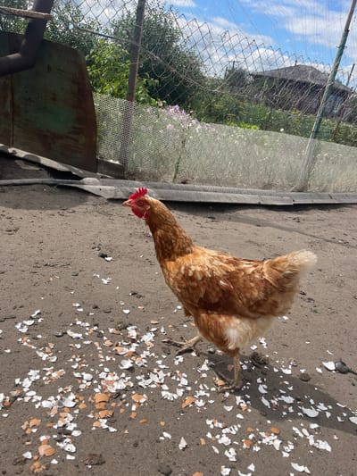 An adult hen with brown and white plumage stands on a dirt ground covered with numerous broken eggshells. The hen's head is turned to the left, and its beak is slightly open. Behind the hen, a rusty metal sheet leans against a fence made of wire mesh and wooden posts. Beyond the fence, there is dense green foliage, and in the distance, a dilapidated wooden structure with a dark roof is visible. The sky above is blue with scattered white clouds. The scene appears to be an outdoor enclosure in a rural or semi-rural setting, likely within the village of Sukhinskoye, Russia, given the context.