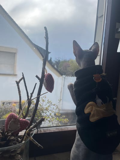 The image captures a Sphynx cat from behind, standing on an indoor windowsill and looking out of a window in the city of Konz, Germany. The cat, which has light-colored, hairless skin, wears a black, long-sleeved, plush garment featuring an embroidered yellow and white cartoon character, possibly a duck, on its back. A small tag with "PETSIM" and a paw print logo is visible on the lower right of the garment, and an orange tag or charm hangs near the cat's left shoulder.
To the left of the cat, also on the windowsill, is a clear glass vase containing several dried tree branches and multiple pinecones. Two fabric heart-shaped decorations are suspended from these branches: one is red with white polka dots, and the other is a lighter, possibly tan, distressed fabric with a fringed edge and a smaller cut-out heart.
Through the window, an outdoor residential scene is visible under a partially cloudy, bright sky. A portion of a white or light-colored building, featuring a window with closed horizontal blinds or shutters, is seen to the left. Further in the background, green foliage from trees and bushes is apparent. The window frame itself appears to be dark-colored.