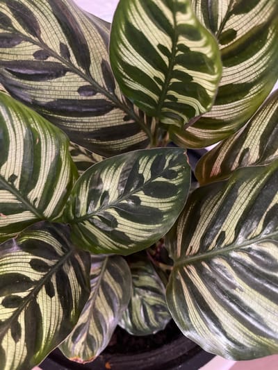 This is a close-up, top-down, indoor photograph of a Calathea plant, also known as a peacock plant, on a soft pink background. The plant's leaves are predominantly green with striking, wavy, cream-colored stripes running parallel to the veins. Some of the leaves exhibit darker green, almost black, patches along the center vein and in irregular patterns. The texture of the leaves appears smooth and somewhat glossy, with fine, parallel lines visible throughout the surface, creating a subtle ribbed effect. The plant is potted, and a dark rim of the pot is visible at the bottom of the frame. No people or specific city locations are discernible.