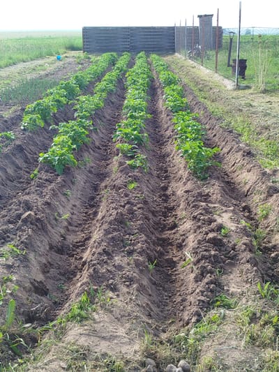 The image depicts a potato field at an outdoor agricultural location, possibly a farm or community garden, within the Kryvaselski Sel'ski Savet, Belarus. The primary focus is on rows of young, green potato plants growing in freshly tilled soil. The soil appears sandy and dark brown, with clearly defined furrows between the rows of plants. In the background, there is a wooden fence, a chain-link fence with metal posts, and some vegetation. A blue bucket is visible near the wooden fence in the middle ground. The overall scene suggests a rural setting during the growing season.