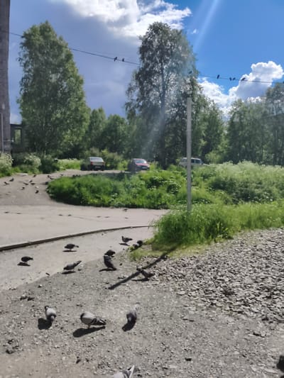 This media file shows a scene in Apatity, Russia, on a bright, sunny day with some clouds. The image captures an outdoor setting with a paved area in the foreground and a grassy area with trees and vegetation in the background. Several pigeons are scattered across the paved surface, pecking at the ground.

In the mid-ground, two cars are parked on the pavement, with one silver car and one red car visible. Behind the cars, a dense area of green foliage and trees forms the backdrop. The sky above is a vibrant blue, interspersed with fluffy white clouds and some darker, more ominous clouds, suggesting changeable weather. A power line stretches across the upper part of the image, with a few birds perched on it. A tall, light-colored pole, likely a lamp post, stands in the middle of the grassy area. The overall impression is a mundane, everyday scene in a somewhat urban or suburban environment, likely during the daytime, given the bright sunlight and shadows. There is no visible text in the image.