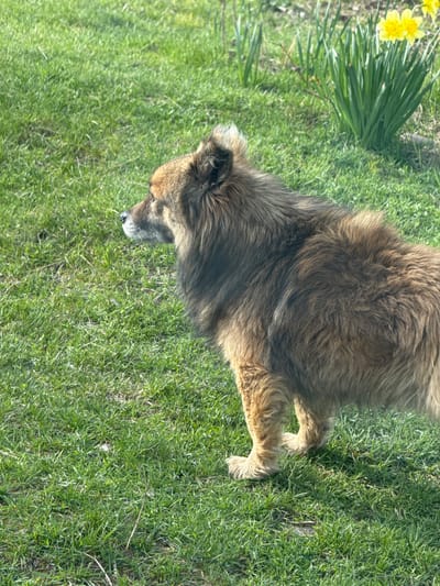 A medium-sized, brown, long-haired dog is standing on a green lawn. In the background, there is a patch of daffodils. The location is not specified or visually determinable as Otradnaya, Russia.